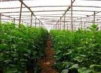 皇图生态农业创始人向建华：科技兴农、健康为本，农耕必将回归自然