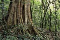 品质生活之选，格尔森实木地暖地板