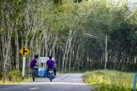 坚持源头造就品质，Para帕拉乳胶寝具成行业领跑