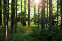 坚持可持续发展，梵·戴克地板荣获“森林认证证书”