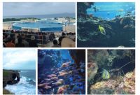 魅力容声世界之旅丨海天一色，度假冲绳