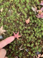 设计师何龙：日本设计的精细与专注