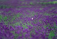 帝标|寝具体验店 HELLO，美梦见