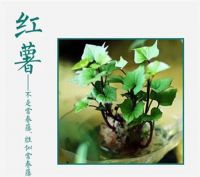 吃不完，养起来，剩菜也能变盆栽！