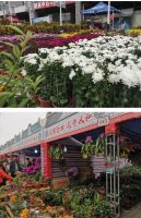 2020年人和迎春花市暨汉唐文化节，1月10日盛大开幕