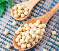 千年舟天然豆香板引领无醛新风尚，守护万千家庭健康无忧！