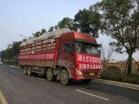 十天火神山医院建成，致敬科顺逆行者