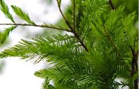 室内空气净化的诀窍，你都知道吗？