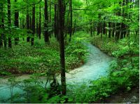 室内空气净化的诀窍，你都知道吗？