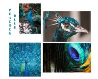 【YASLAN】那一抹专属于孔雀的蓝绿色，雍容华贵而又优雅