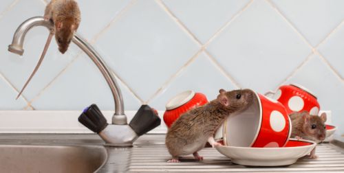 除虫灭鼠公司告诉你，家里有老鼠怎么消灭最彻底？