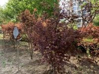 世界地球日-加拿大新锐设计师品牌STONE FLOWER在行动