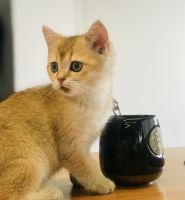 舒适猫：一只“猫”的舒适江湖