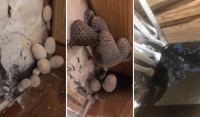 杭州业主家中长出「诡异」蘑菇？地板防潮防霉保养法奉上