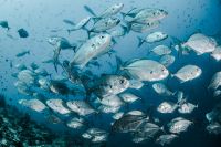 新浪精选：雅琪诺——《烟沙-海洋生物》