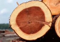 权威研究已证实，长期接触木材可延长寿命！