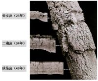 家居与养生，软木地板的独到之处