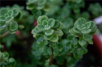 方太首届秋季家装节之【装修篇：她在家里打造出花园果园，每日生活都像一曲田园牧歌】