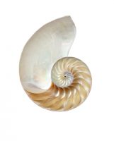 美景技术公司：技术进化的极致是艺术