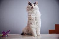 博世家电携手首都爱护动物协会 共同呵护流浪生命健康成长