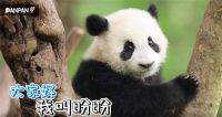 三十载情缘再续 盼盼安全门与熊猫“盼盼”再牵手