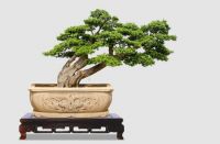 再贵也要买的4种花，摆在家里镇宅旺财，有钱人不会告诉你！
