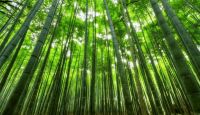 顶固第三代净纯竹香板 引领家居材质变革树立环保新标杆