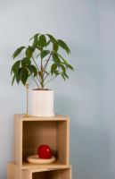 十分钟教你如何正确选择芬琳乳胶漆