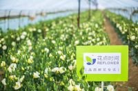 花点时间鲜花供应链，成行业亮点