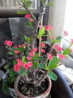 3种花，是疾病的“帮凶”，别养在室内，毕竟每盆都带毒性