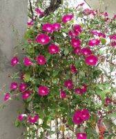 3种花，是疾病的“帮凶”，别养在室内，毕竟每盆都带毒性