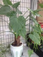 3种花，是疾病的“帮凶”，别养在室内，毕竟每盆都带毒性