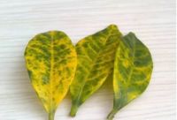 入住新家频繁生病、绿植枯萎,小心甲醛在作祟