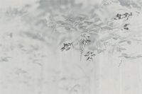 中国梦—淡泊——婉容|优雅如画,心向自在