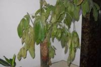 别纠结了,了解了这些知识,除醛其实没有那么复杂