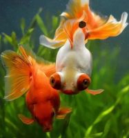 怎样判断新房甲醛是否超标，没有味道，入住是否安全？