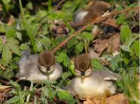 “以关爱之名”保护湿地水生态   美的呼吁一起践行守护中华秋
