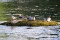 “以关爱之名”保护湿地水生态   美的呼吁一起践行守护中华秋