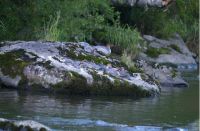 “以关爱之名”保护湿地水生态   美的呼吁一起践行守护中华秋沙鸭公益行动