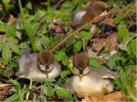 “以关爱之名”保护湿地水生态   美的呼吁一起践行守护中华秋沙鸭公益行动