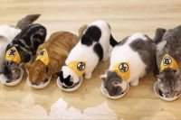 控温控湿还净化空气 日立中央空调一键萌宠模式“毛孩子”们用着都说好！