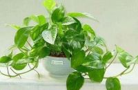 吸甲醛和除甲醛差距很大 难怪新房甲醛除不干净