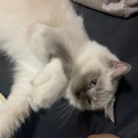 米家净化器评测：“铲屎官”和“毛孩子”都需要好空气！