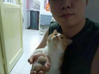 米家净化器评测：“铲屎官”和“毛孩子”都需要好空气！