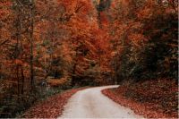 久盛爱木基金 | 还绿色于自然,铭爱意于内心