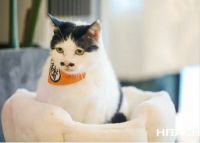 “吸猫族”福音来了：一键防猫藓，妙招在此