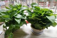 秋风瑟瑟，务必要注意通风的时间和方法，才不会毁了装修