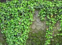 果皮、茶叶能除醛是误区!专家提醒切莫胡乱使用瞎耽误工夫