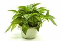 新房甲醛到底怎么治理？这几个原则希望可以帮助到你