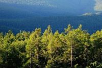 万圣节怎么过？当然是加入“爱木减纸周”！久盛地板助力木材可持续发展